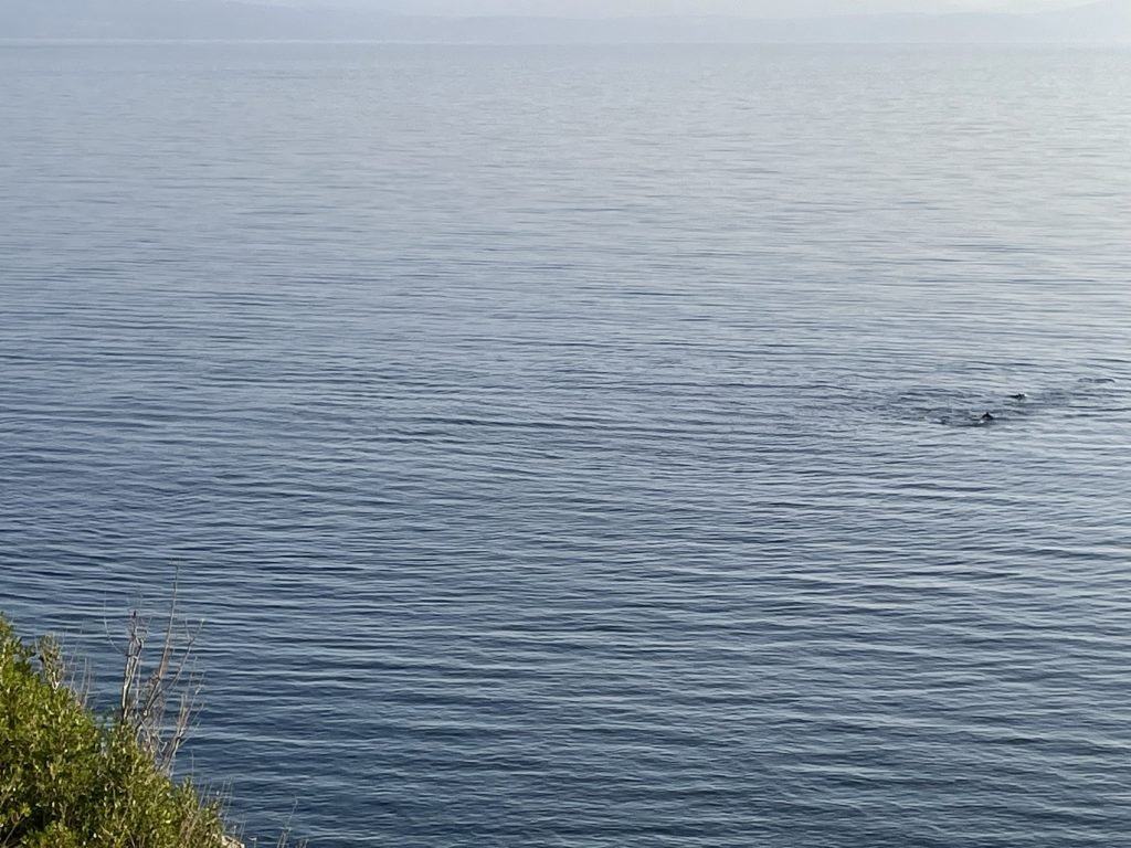 DolphinCrew